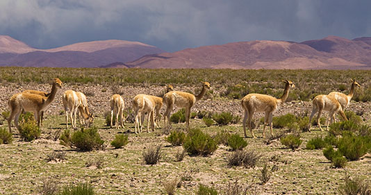 Guanacos
