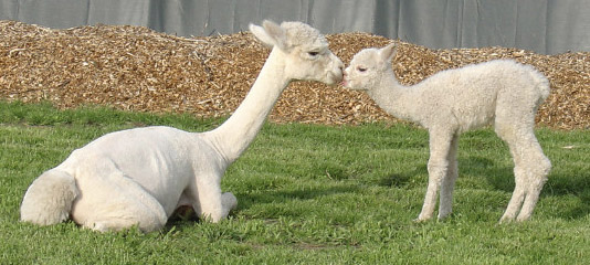 Alpakas