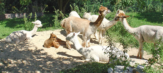 cont sandhaufen